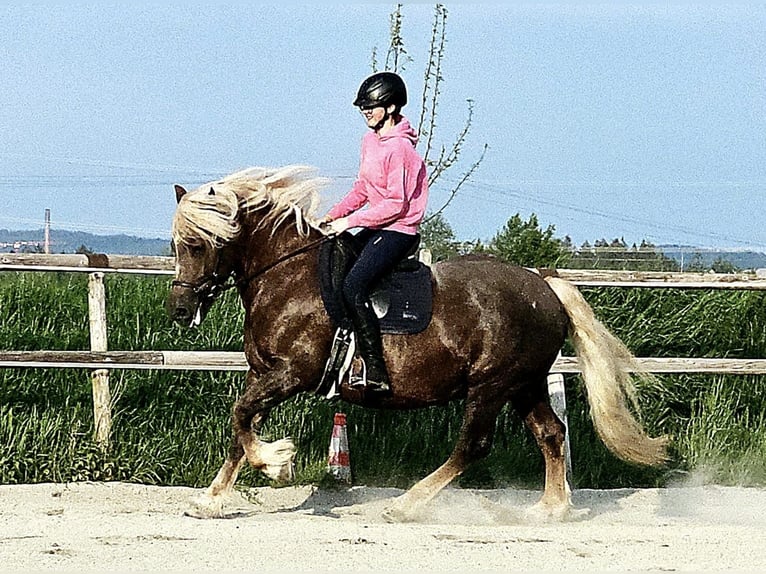 Cavallo della foresta nera Giumenta 9 Anni 156 cm Sauro scuro in Bad Wurzach