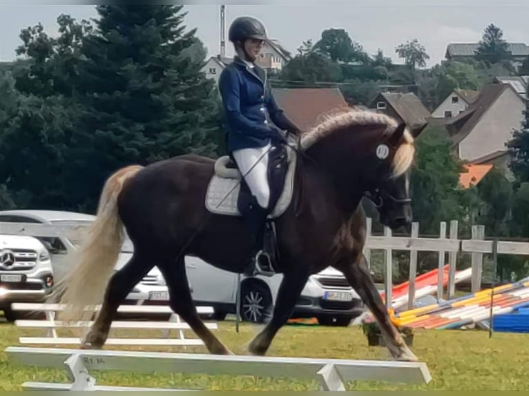 Cavallo della foresta nera Giumenta 9 Anni 156 cm Sauro scuro in Bad Wurzach