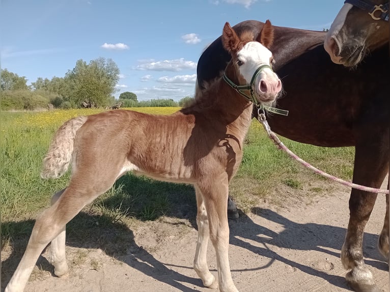 Cavallo della foresta nera Giumenta  152 cm Sauro scuro in Baumgarten