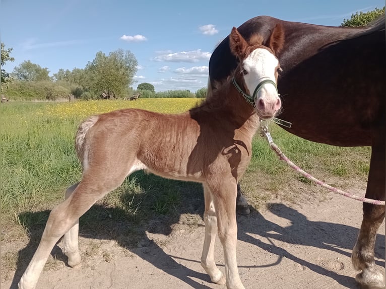 Cavallo della foresta nera Giumenta  152 cm Sauro scuro in Baumgarten