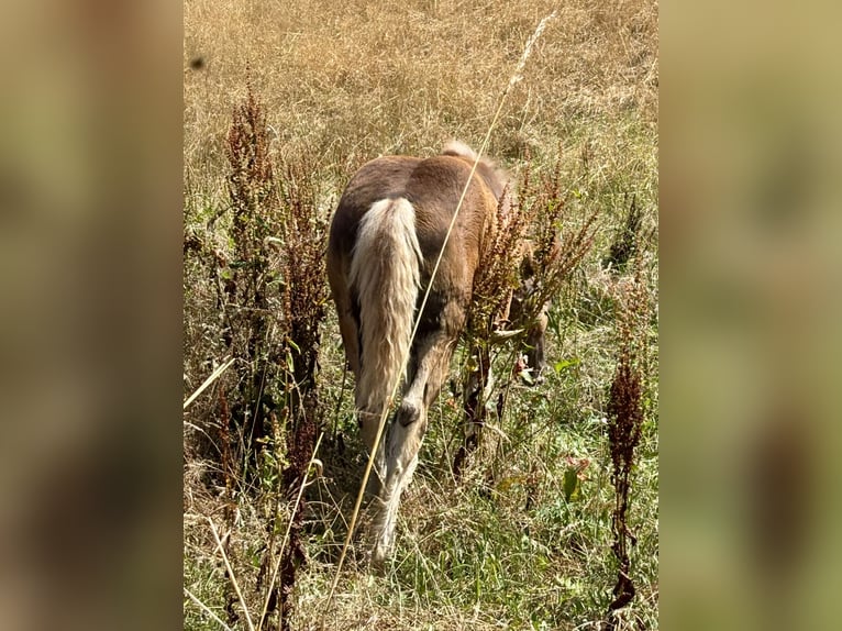 Cavallo della foresta nera Giumenta Puledri (04/2025) 154 cm Sauro scuro in Forchtenberg-Schleierhof