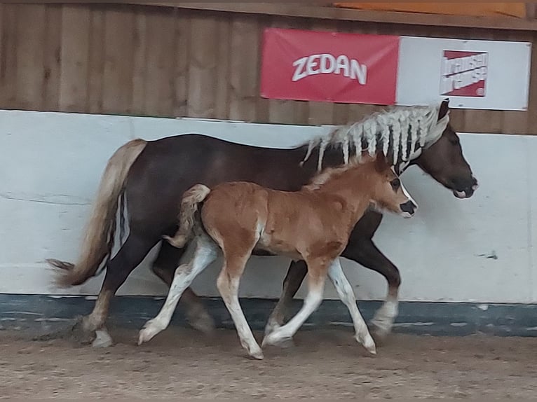 Cavallo della foresta nera Giumenta Puledri
 (01/2024) in Ebersbach an der Fils