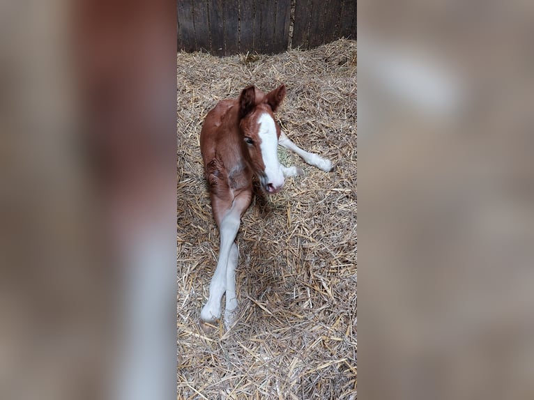 Cavallo della foresta nera Giumenta Puledri
 (01/2024) in Ebersbach an der Fils