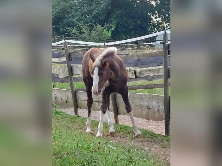 Cavallo della foresta nera Giumenta Puledri
 (01/2024) in Ebersbach an der Fils