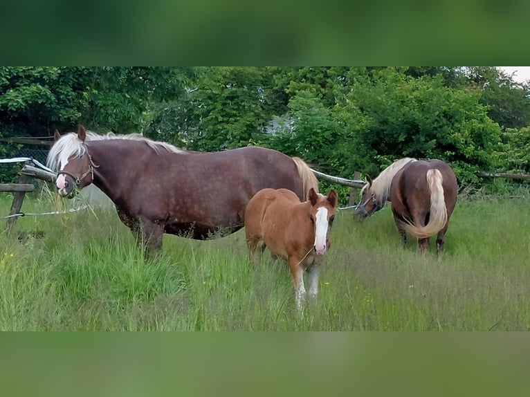 Cavallo della foresta nera Giumenta Puledri
 (01/2024) in Ebersbach an der Fils