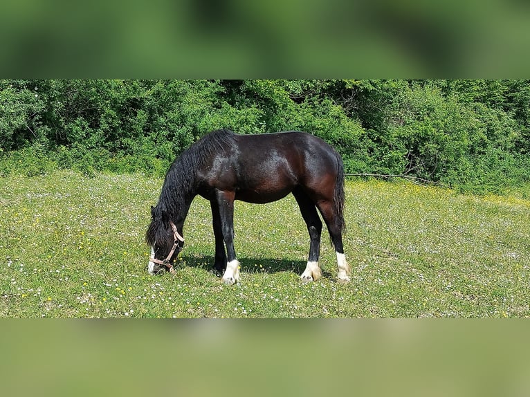 Cavallo della foresta nera Giumenta Puledri
 (01/2024) in Ebersbach an der Fils