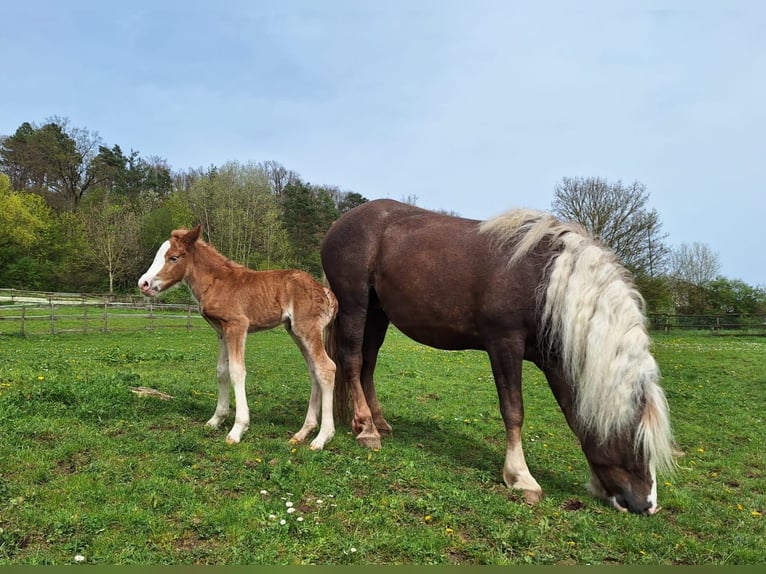 Cavallo della foresta nera Giumenta Puledri
 (01/2024) in Ebersbach an der Fils