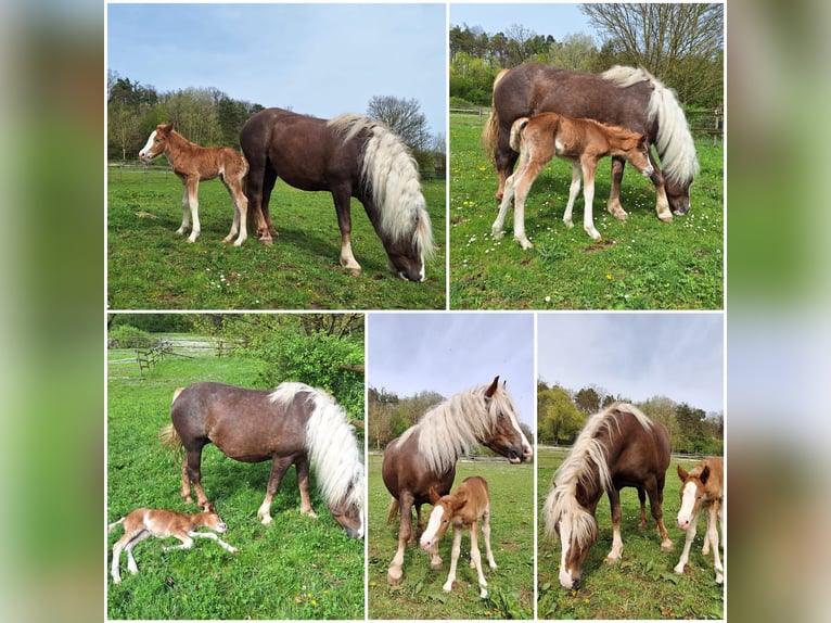 Cavallo della foresta nera Giumenta Puledri
 (01/2024) in Ebersbach an der Fils