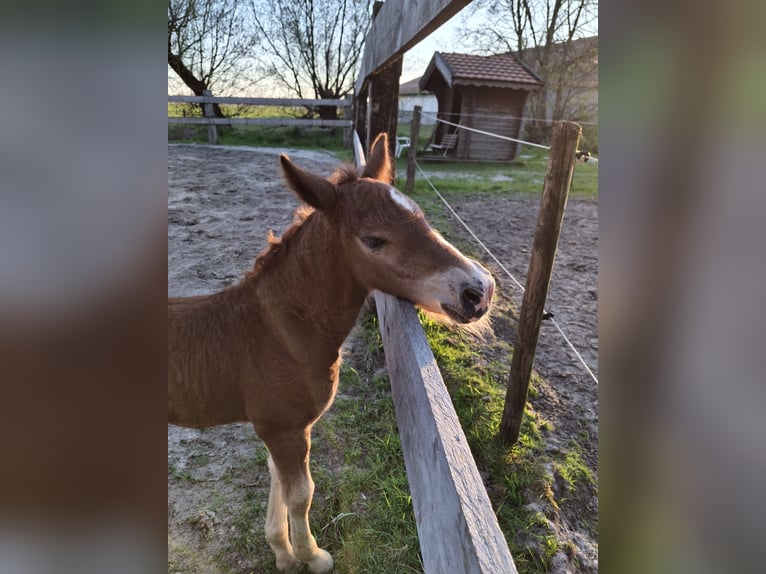 Cavallo della foresta nera Giumenta Puledri (04/2026) Sauro in Wangerland Hohenkirchen
