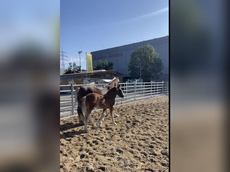 Cavallo della foresta nera Giumenta  Sauro in Elzach