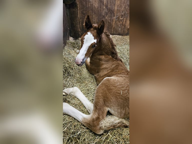 Cavallo della foresta nera Giumenta Puledri
 (05/2024) Sauro scuro in Bad Wurzach