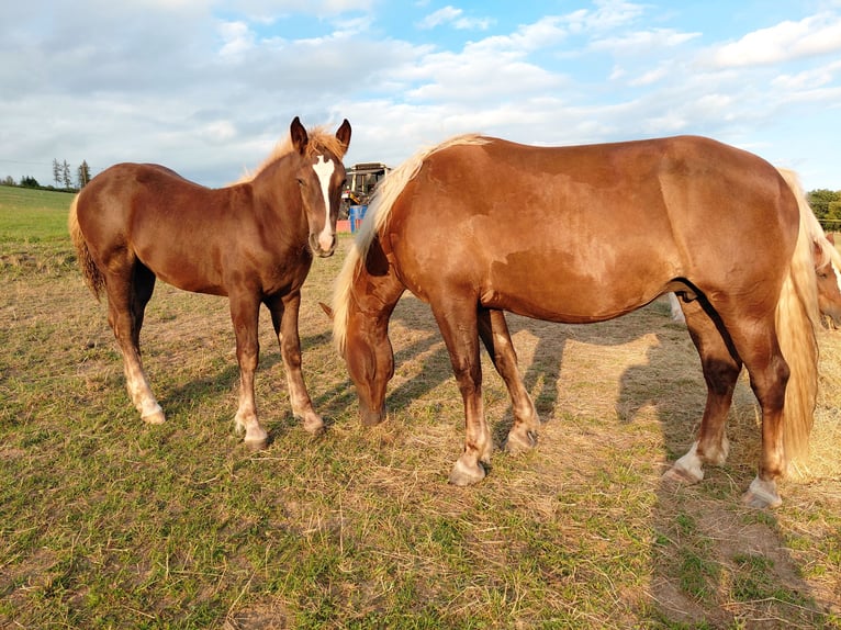Cavallo della foresta nera Giumenta Puledri (05/2026) Sauro scuro in Bad Laasphe