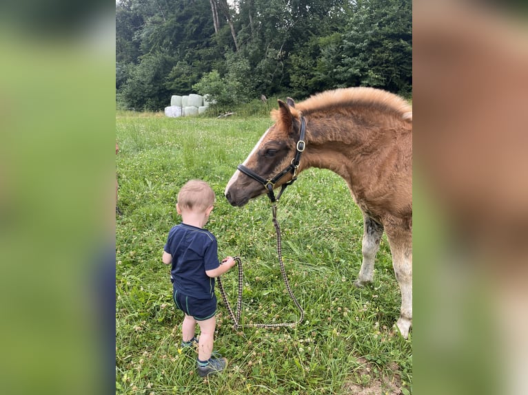 Cavallo della foresta nera Giumenta  Sauro scuro in Stegen
