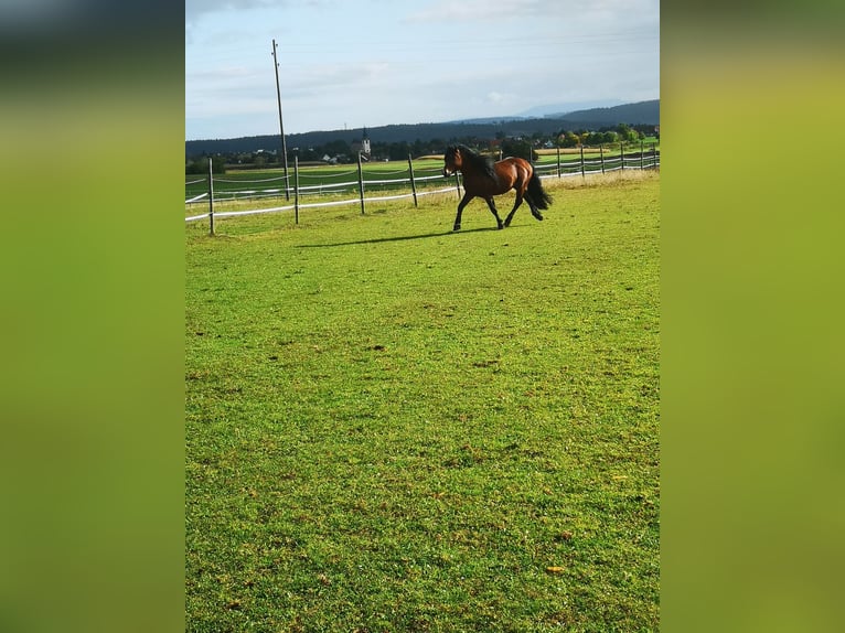 Cavallo della foresta nera Stallone 12 Anni Baio in Villingen-Schwenningen