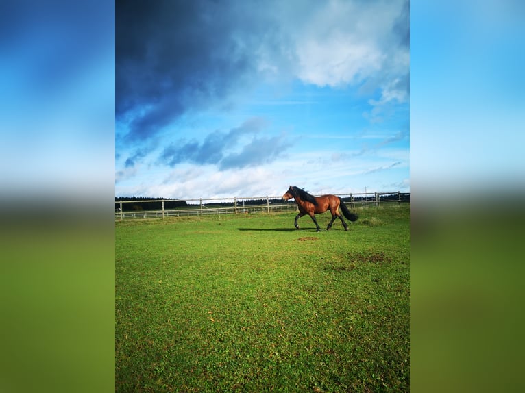 Cavallo della foresta nera Stallone 12 Anni Baio in Villingen-Schwenningen
