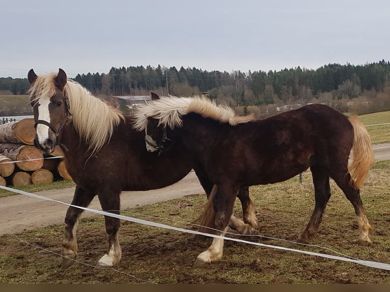 Cavallo della foresta nera Stallone 1 Anno 153 cm Sauro scuro in Niedereschach