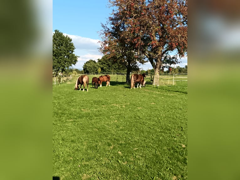 Cavallo della foresta nera Stallone 1 Anno 155 cm Baio in Filderstadt