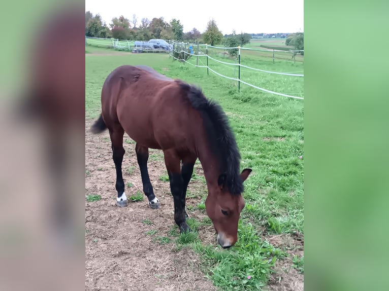 Cavallo della foresta nera Stallone 1 Anno 155 cm Baio in Filderstadt