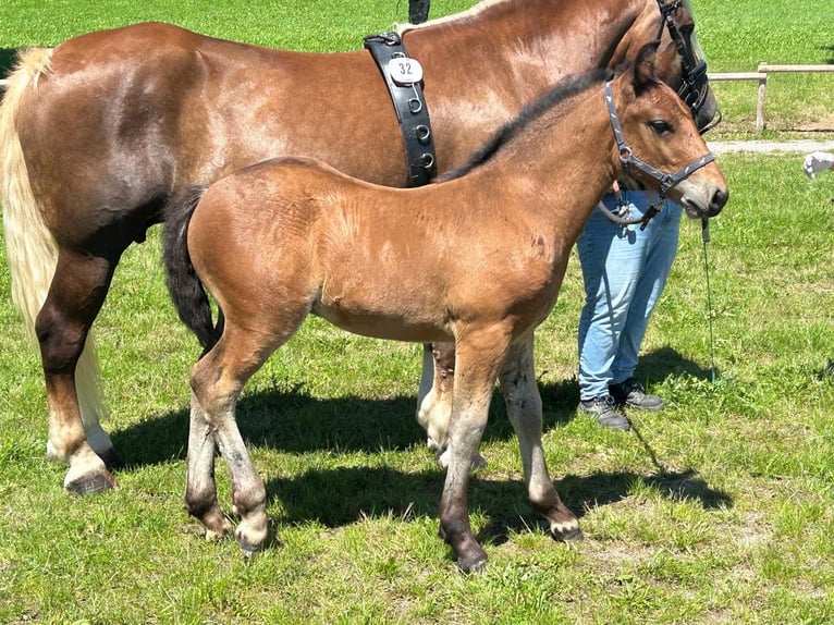 Cavallo della foresta nera Stallone 1 Anno 155 cm Baio in Filderstadt