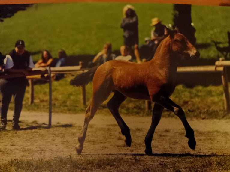 Cavallo della foresta nera Stallone 1 Anno 155 cm Baio in Filderstadt