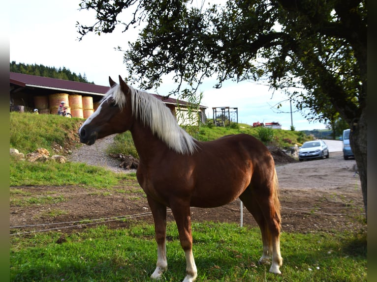 Cavallo della foresta nera Stallone 1 Anno 155 cm Sauro in Bonndorf im Schwarzwald