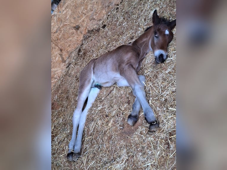 Cavallo della foresta nera Stallone 1 Anno Baio in Berg
