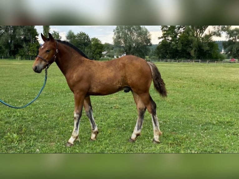 Cavallo della foresta nera Stallone 1 Anno Baio in Berg