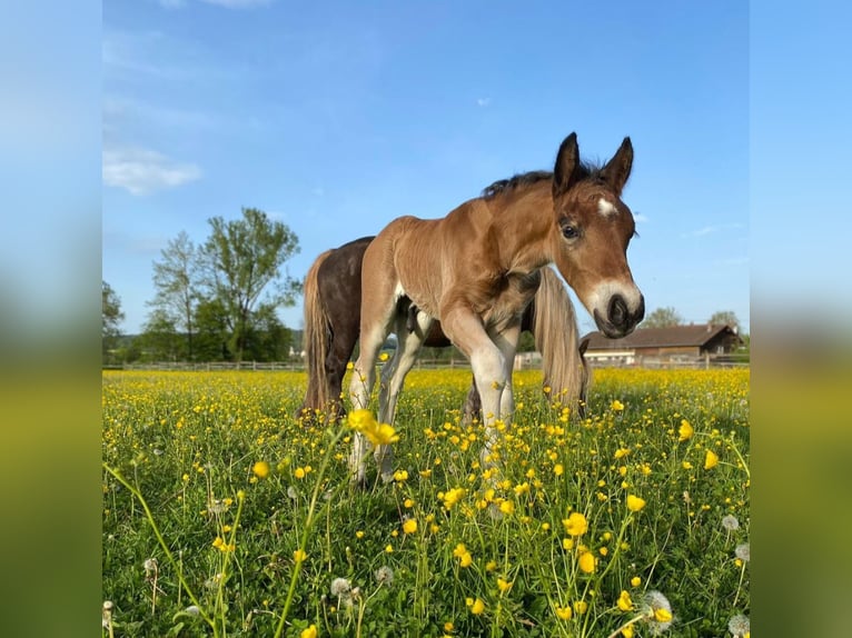 Cavallo della foresta nera Stallone 1 Anno Baio in Berg