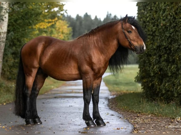 Cavallo della foresta nera Stallone 1 Anno Baio in Berg