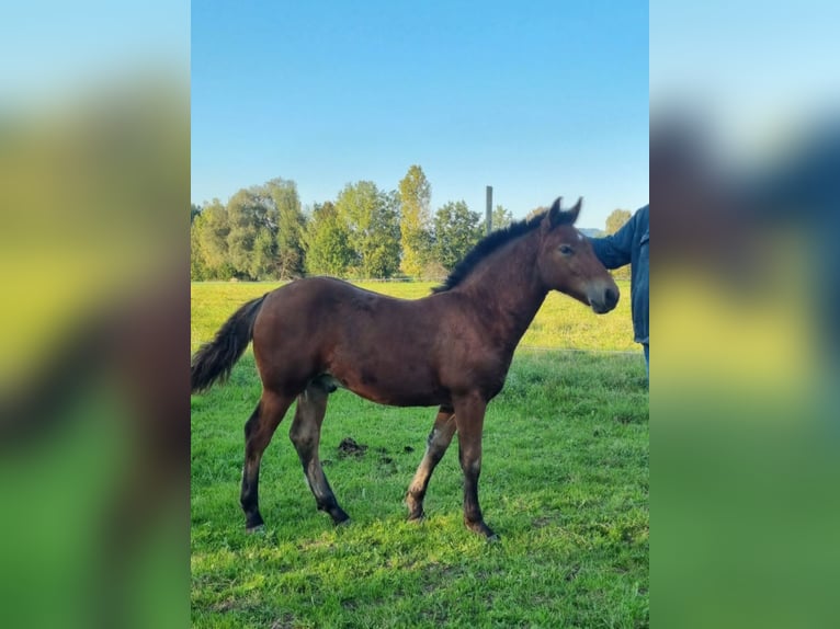 Cavallo della foresta nera Stallone 1 Anno Baio in Berg