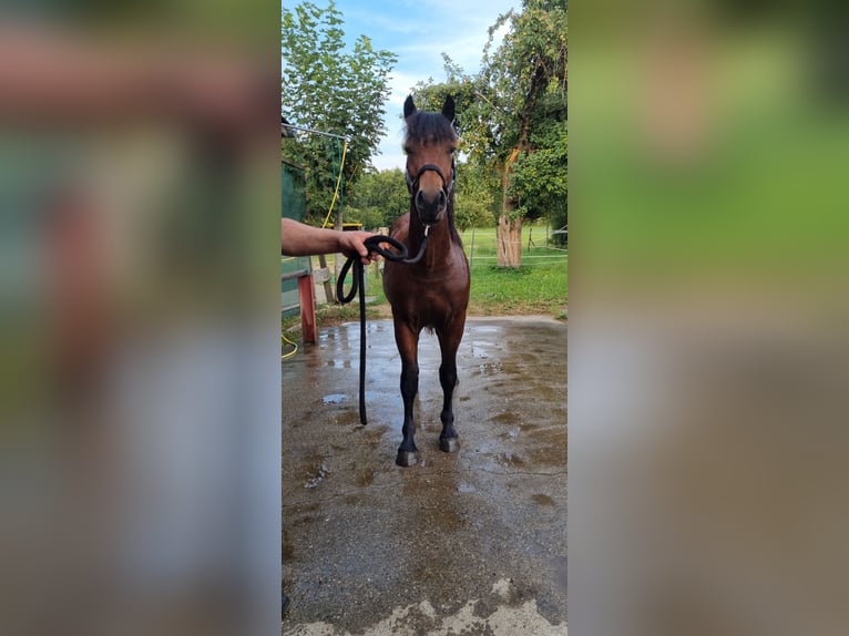 Cavallo della foresta nera Stallone 1 Anno Baio in Berg
