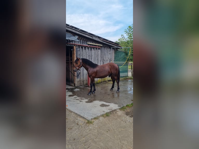 Cavallo della foresta nera Stallone 1 Anno Baio in Berg