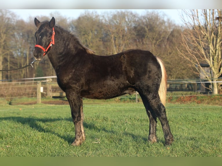 Cavallo della foresta nera Stallone 1 Anno Sauro scuro in Ankum