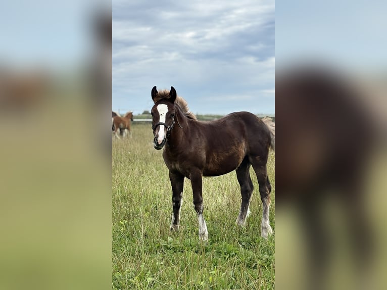 Cavallo della foresta nera Stallone 1 Anno Sauro scuro in Bad Wurzach