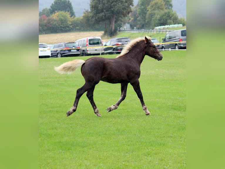 Cavallo della foresta nera Stallone 1 Anno Sauro scuro in Burgwalde
