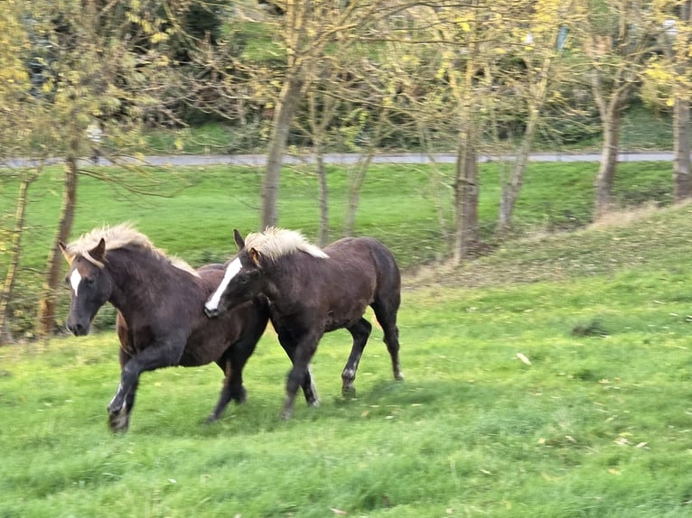 Cavallo della foresta nera Stallone 1 Anno Sauro scuro in Burgwalde
