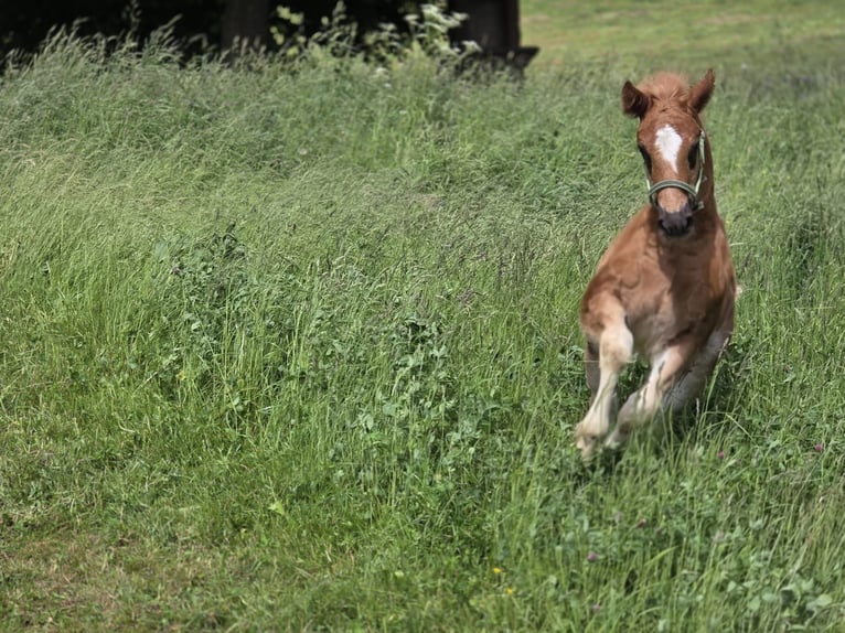 Cavallo della foresta nera Stallone 1 Anno Sauro scuro in Burgwalde