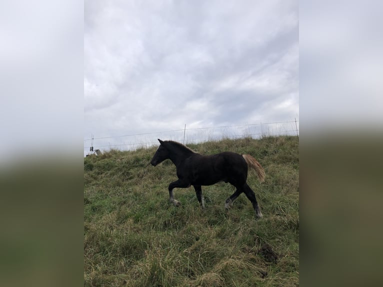 Cavallo della foresta nera Stallone 1 Anno Sauro scuro in Hermaringen