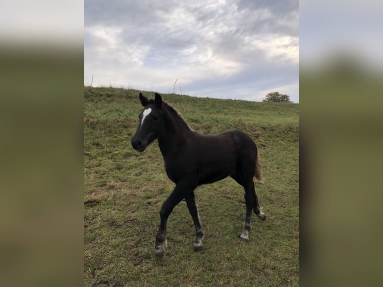 Cavallo della foresta nera Stallone 1 Anno Sauro scuro in Hermaringen