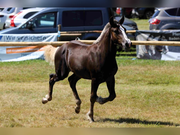 Cavallo della foresta nera Stallone 1 Anno Sauro scuro in Hofstetten