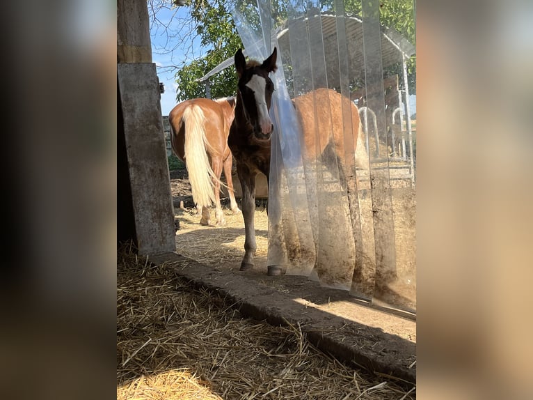 Cavallo della foresta nera Stallone 1 Anno Sauro scuro in Reichelsheim