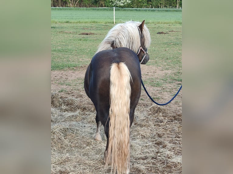 Cavallo della foresta nera Stallone 2 Anni 137 cm Sauro scuro in Winnweiler