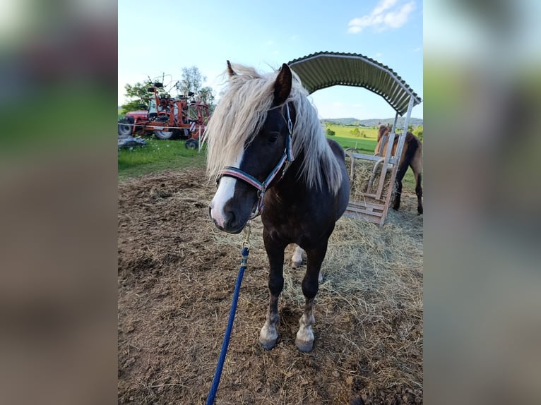 Cavallo della foresta nera Stallone 2 Anni 137 cm Sauro scuro in Winnweiler