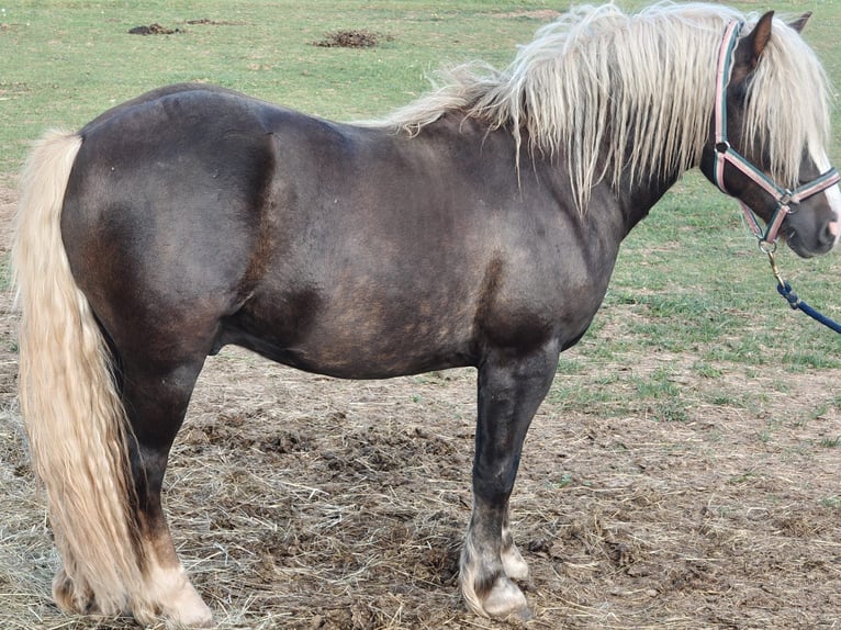 Cavallo della foresta nera Stallone 2 Anni 137 cm Sauro scuro in Winnweiler