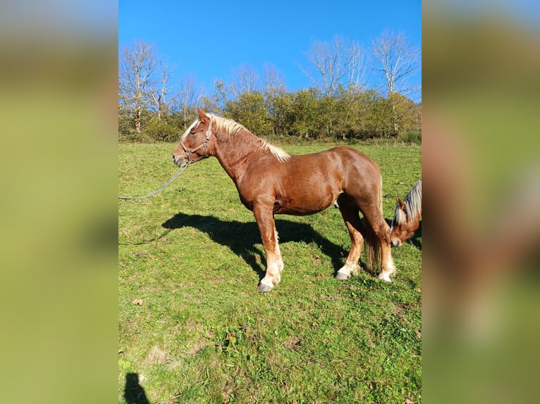 Cavallo della foresta nera Stallone 2 Anni 148 cm Sauro scuro in Schuttertal