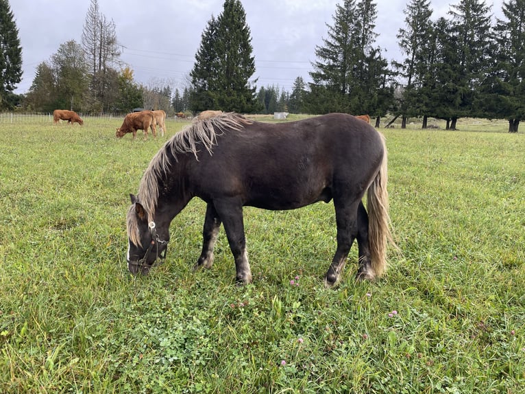 Cavallo della foresta nera Stallone 2 Anni 150 cm Sauro scuro in Schluchsee