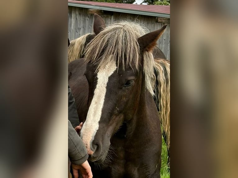 Cavallo della foresta nera Stallone 2 Anni 150 cm Sauro scuro in Schluchsee