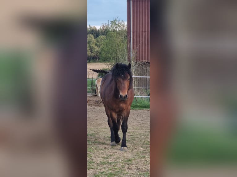 Cavallo della foresta nera Stallone 2 Anni Baio in Berg