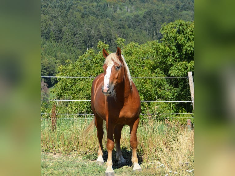 Cavallo della foresta nera Stallone 2 Anni Sauro in Bonndorf im Schwarzwald