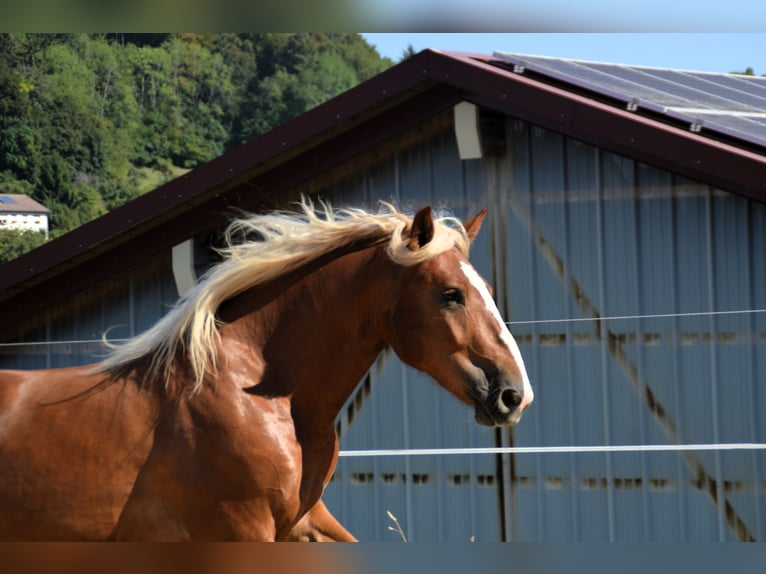 Cavallo della foresta nera Stallone 2 Anni Sauro in Bonndorf im Schwarzwald